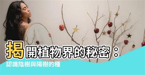 陰樹 陽樹